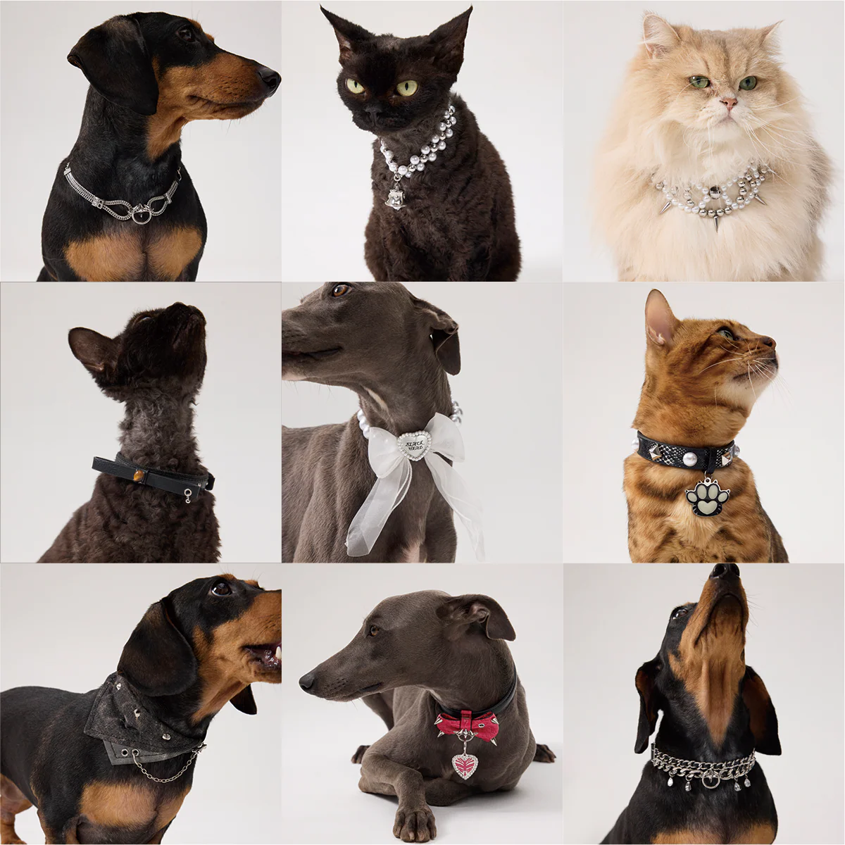 Paws Park Pet Collar & Necklace - Image 18