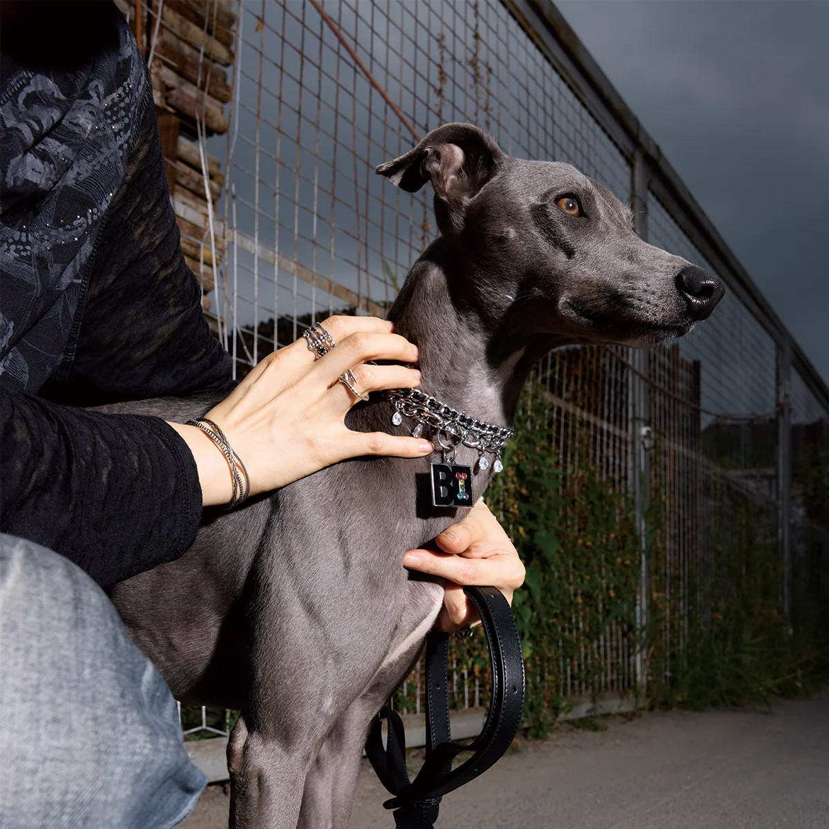Paws Park Pet Tag Set - Image 19
