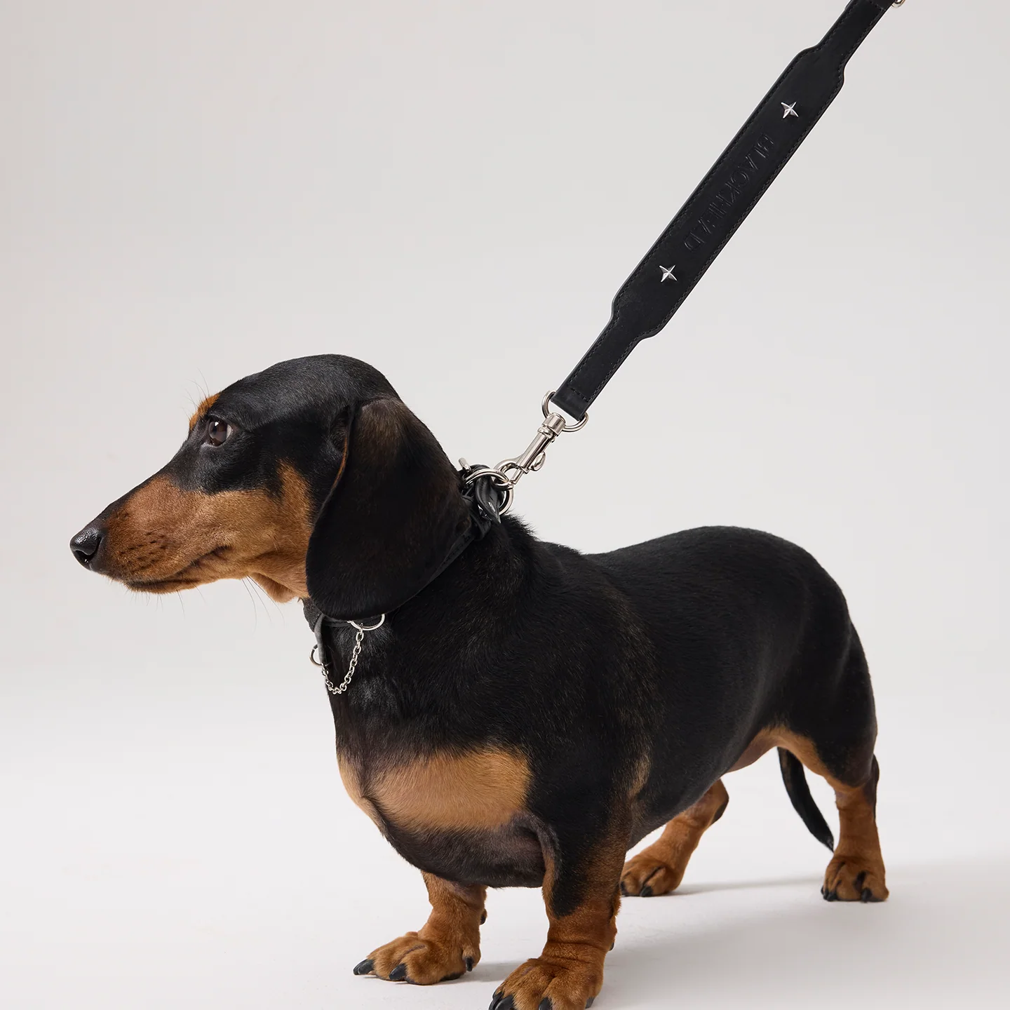 Paws Park Starburst Microfiber Leather Pet Leash - Image 3